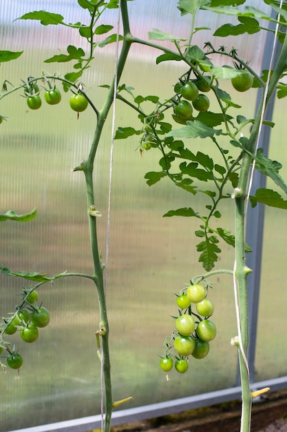 Foto tomates cereja verde crescendo em uma estufa plantas de tomate em uma estufa