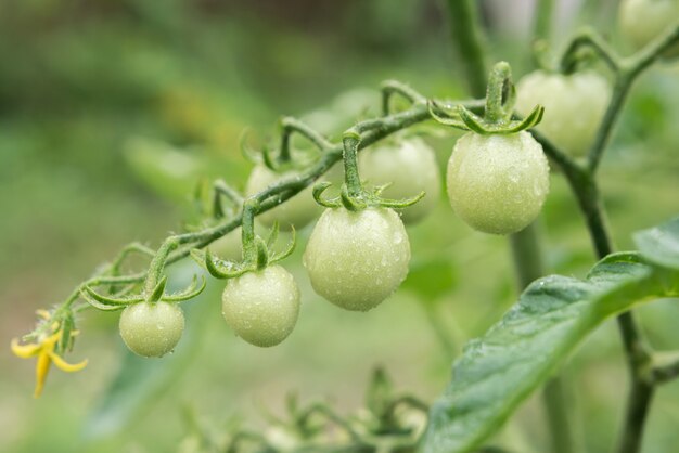 Tomates cereja verdes crescem em arbustos na horta no verão. Fechar-se