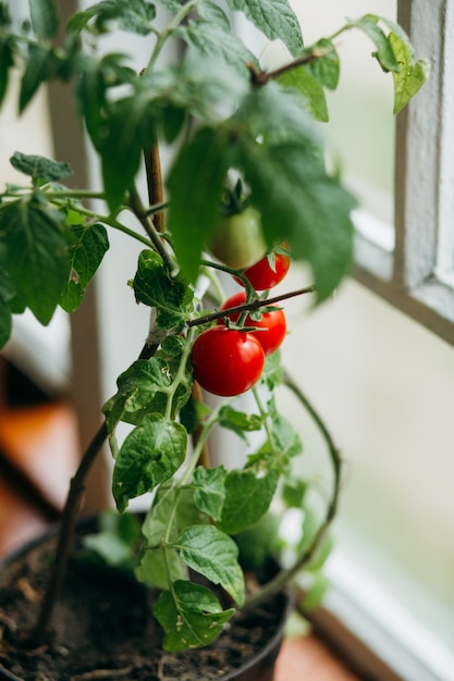 Tomates-cereja vermelhas em um galho de mato
