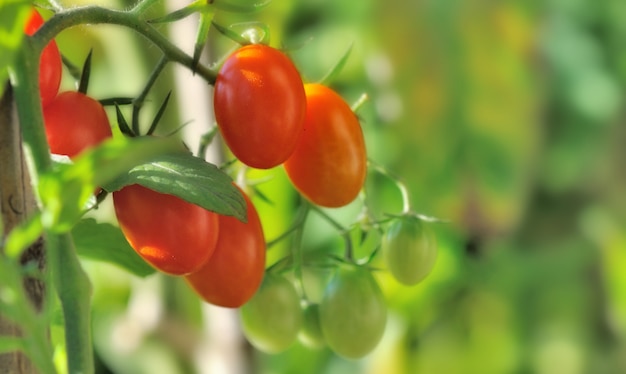 Tomates cereja