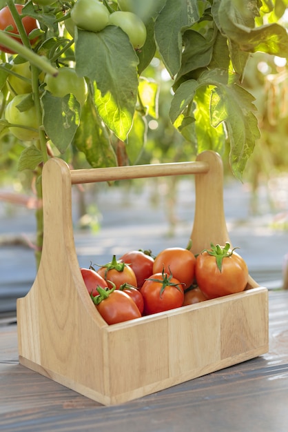 Tomates con cesta de madera.