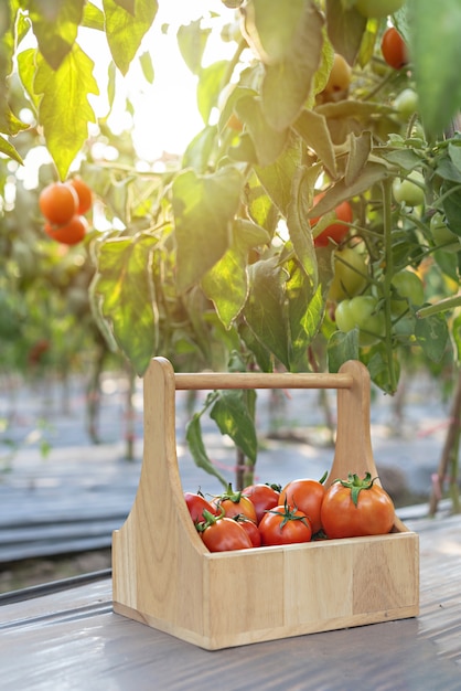 Tomates con cesta de madera.