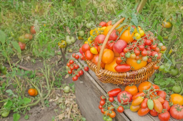 Tomates en una cesta sobre un fondo de naturaleza