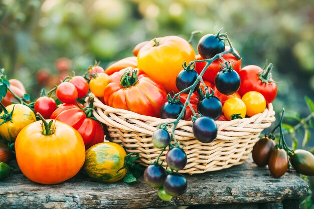 tomates cherry azules