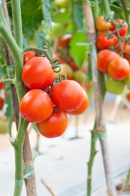 Tomates cherry frescos en el jardín Enfoque selectivo de tomates vegetales