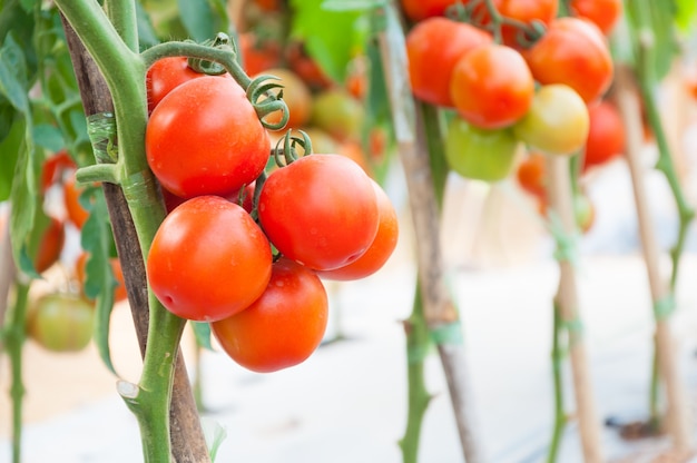 Tomates cherry frescos en el jardín