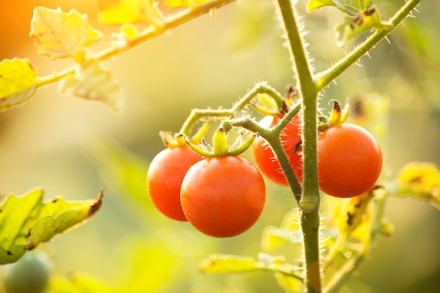 Tomates Cherry en la granja del jardín