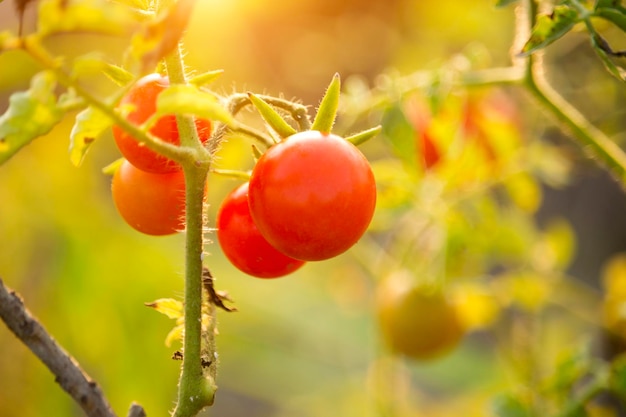 Tomates Cherry en la granja del jardín