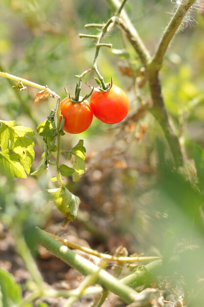 Tomates cherry maduros en el arbusto Tomates rojos en el primer plano del jardín Tomates orgánicos maduros en el jardín listos para cosechar