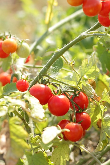 Tomates cherry maduros en el arbusto Tomates rojos en el primer plano del jardín Tomates orgánicos maduros en el jardín listos para cosechar