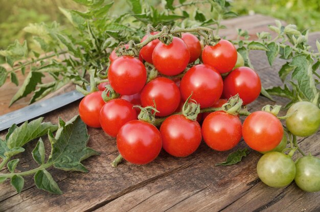 Tomates cherry en la mesa de madera antigua Tomates cherry en la vid