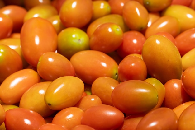 Tomates cherry orgánicos frescos después de la cosecha en gardenxA