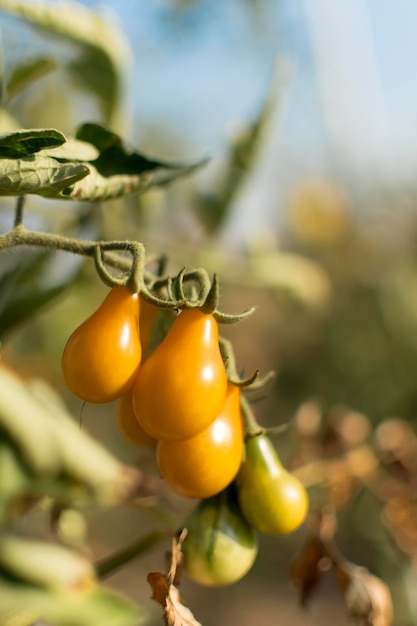 Tomates cherry de pera amarilla en jardín ecológico Lycopersicon esculentum var cerasiforme