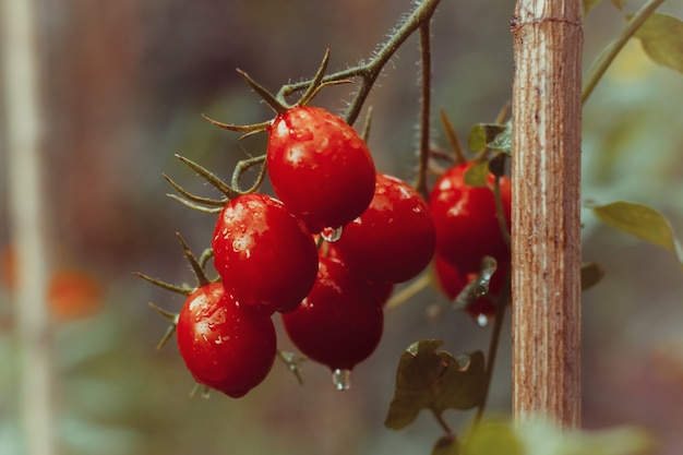 Tomates cherry en una rama