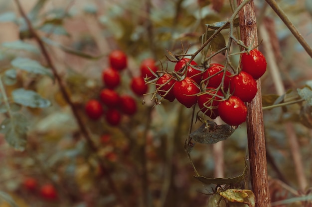 Tomates cherry en una rama
