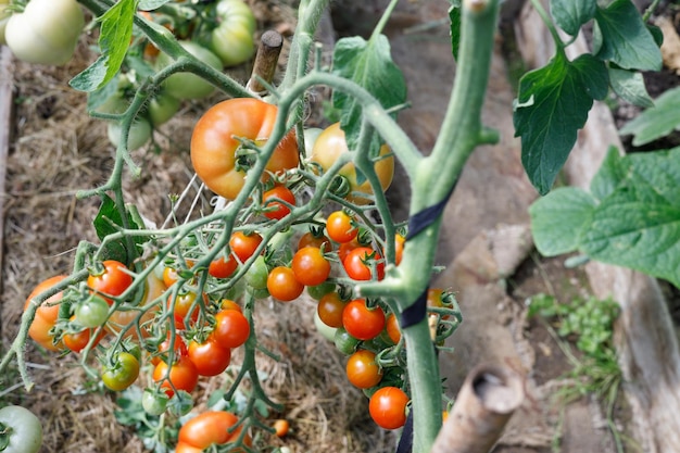 tomates cherry rojos cuelgan de una rama en el invernadero