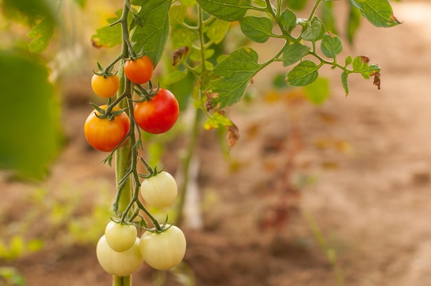 Tomates cherry rojos maduros en una rama sobre un fondo borroso con espacio para texto