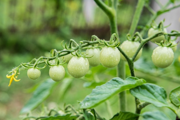 Los tomates cherry verdes crecen en los arbustos del huerto en verano. De cerca