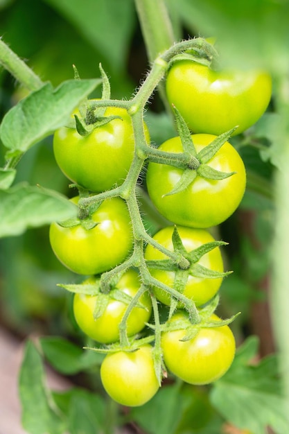 Foto tomates cherry verdes cultivados en un invernadero los tomates inmaduros están en el fondo del follaje verde colgando de la vid de un árbol de tomate en el jardín