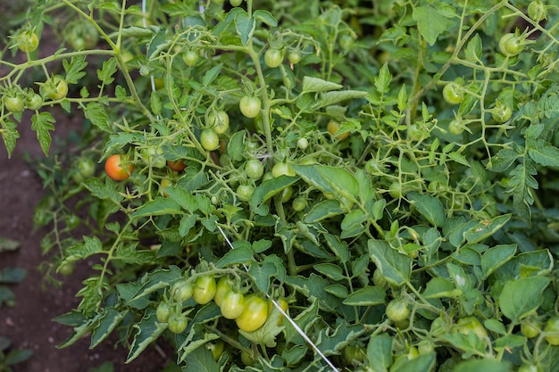 Tomates cherry verdes no maduros en el jardín