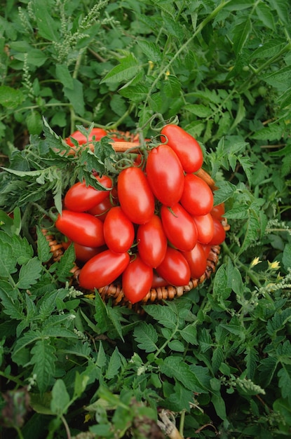 Tomates ciruela italianos en cesta Tomates rojos ciruela en cesta de mimbre Tomate Piccadilly en cesta