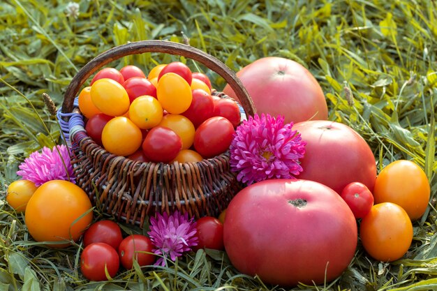 Tomates de colores, tomates cherry en cesta sobre hierba.