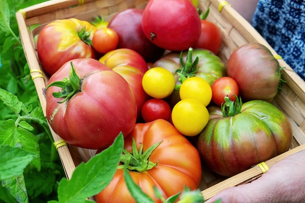 Tomates coloridos de diferentes tamanhos e tipos no jardim