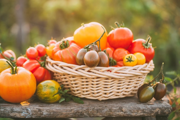 Tomates coloridos em uma cesta de comida de fazenda