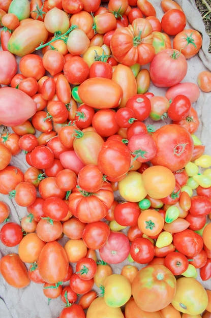 Tomates coloridos del mercado del pueblo. Grupo de tomates mezclados