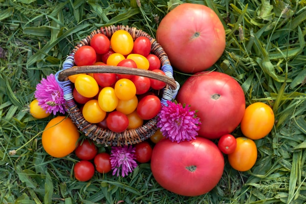 Tomates coloridos, tomate cereja na cesta na grama.