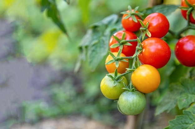 Los tomates crecen en un tallo en el jardín.