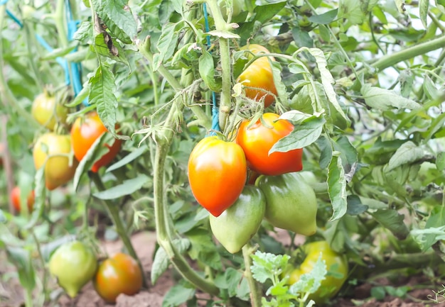 Tomates crescendo em estufa.