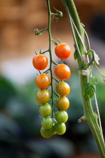 tomates crescendo em um galho