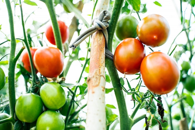 Tomates crescendo em uma estufa. Conceito de cultivo de vegetais