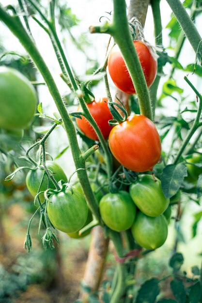 Tomates crescendo em uma estufa. conceito de cultivo de vegetais