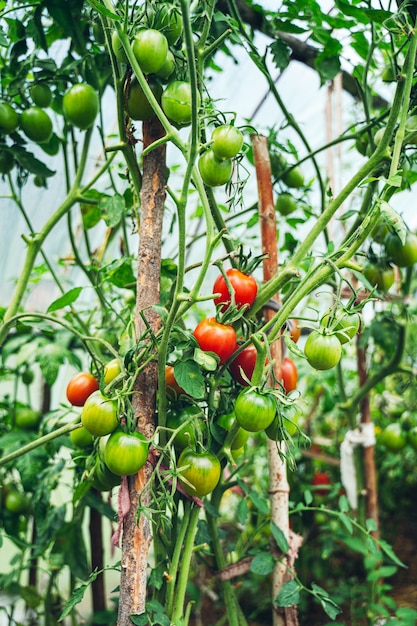 Tomates crescendo em uma estufa. Conceito de cultivo de vegetais