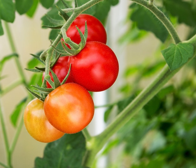 Tomates crescendo em uma estufa. plantas de tomate fresco. tomate orgânico maduro no jardim.