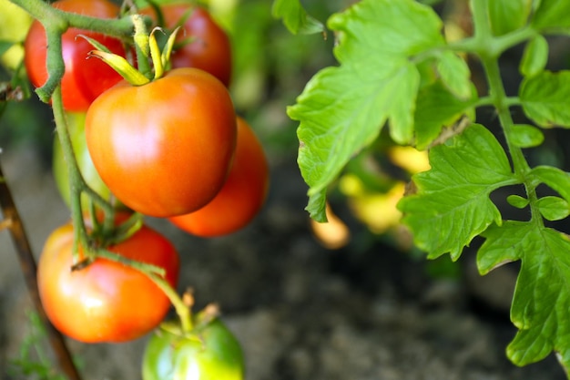 Tomates crescendo no jardim