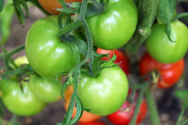 Tomates crescendo no jardim