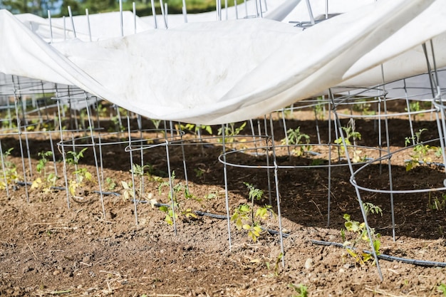 Tomates cubiertos de granizo de verano en huerto urbano.