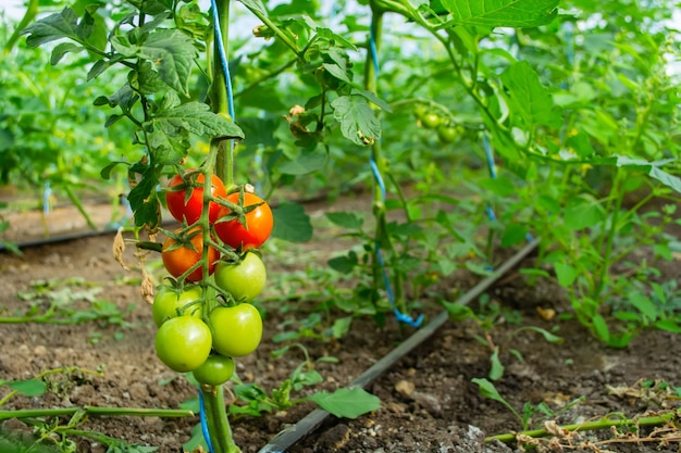 Los tomates cuelgan de los arbustos en un invernadero de policarbonato.