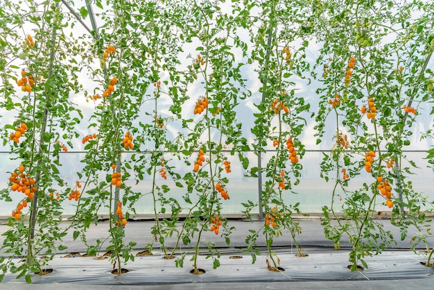 Tomates cultivados en la casa de los modernos sistemas de tecnología agrícola.