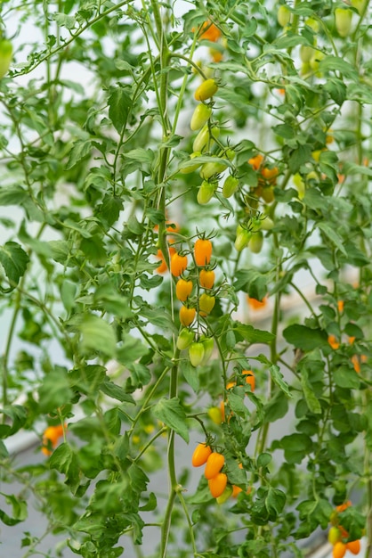 Tomates cultivados na casa de modernos sistemas de tecnologia agrícola