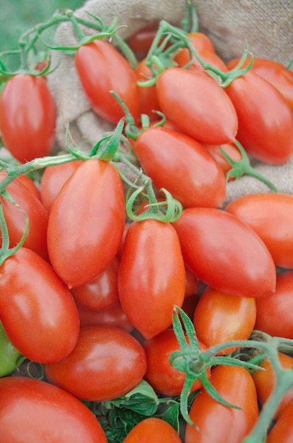 Tomates de ameixa vermelhos frescos