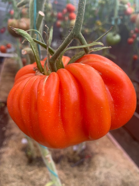 Tomates de cores e formas incomuns crescem em arbustos.