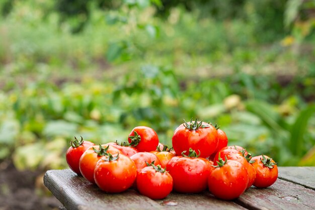 Tomates de fazenda eco na mesa de jardim de madeira com espaço de cópia