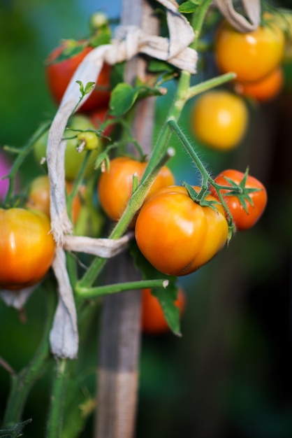 Tomates de horta orgânica em um galho, foco seletivo