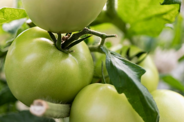 Tomates de jardim no mato Legumes picantes na fazenda Cultivo de tomates naturais em condições naturais sem pesticidas Produtos não OGM Foco seletivo