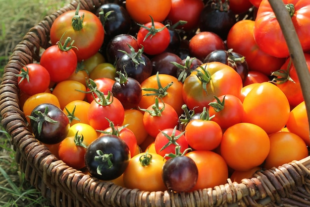 Tomates de variedade tradicional em cestas na mesa rústica Concepção colorida de cozimento de tomate