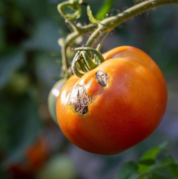 Tomates doentes no jardim, os vegetais infectados com a requeima